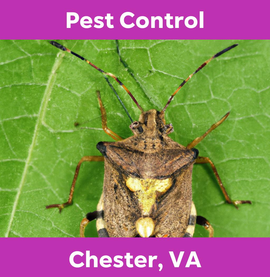 pest control in Chester Virginia