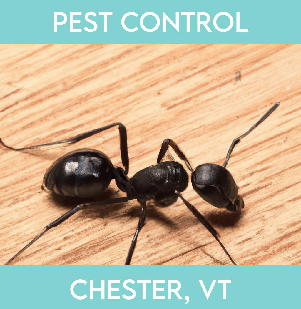 pest control in Chester Vermont