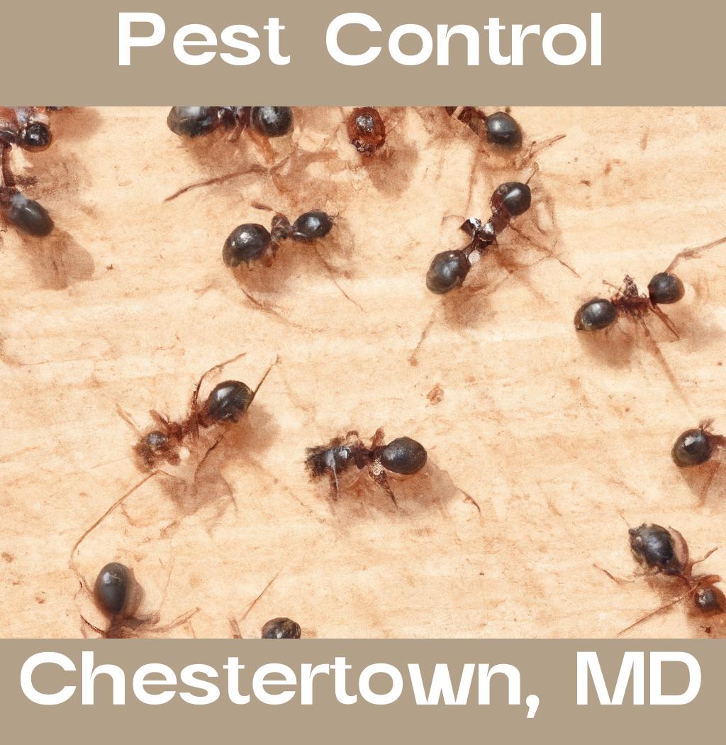 pest control in Chestertown Maryland