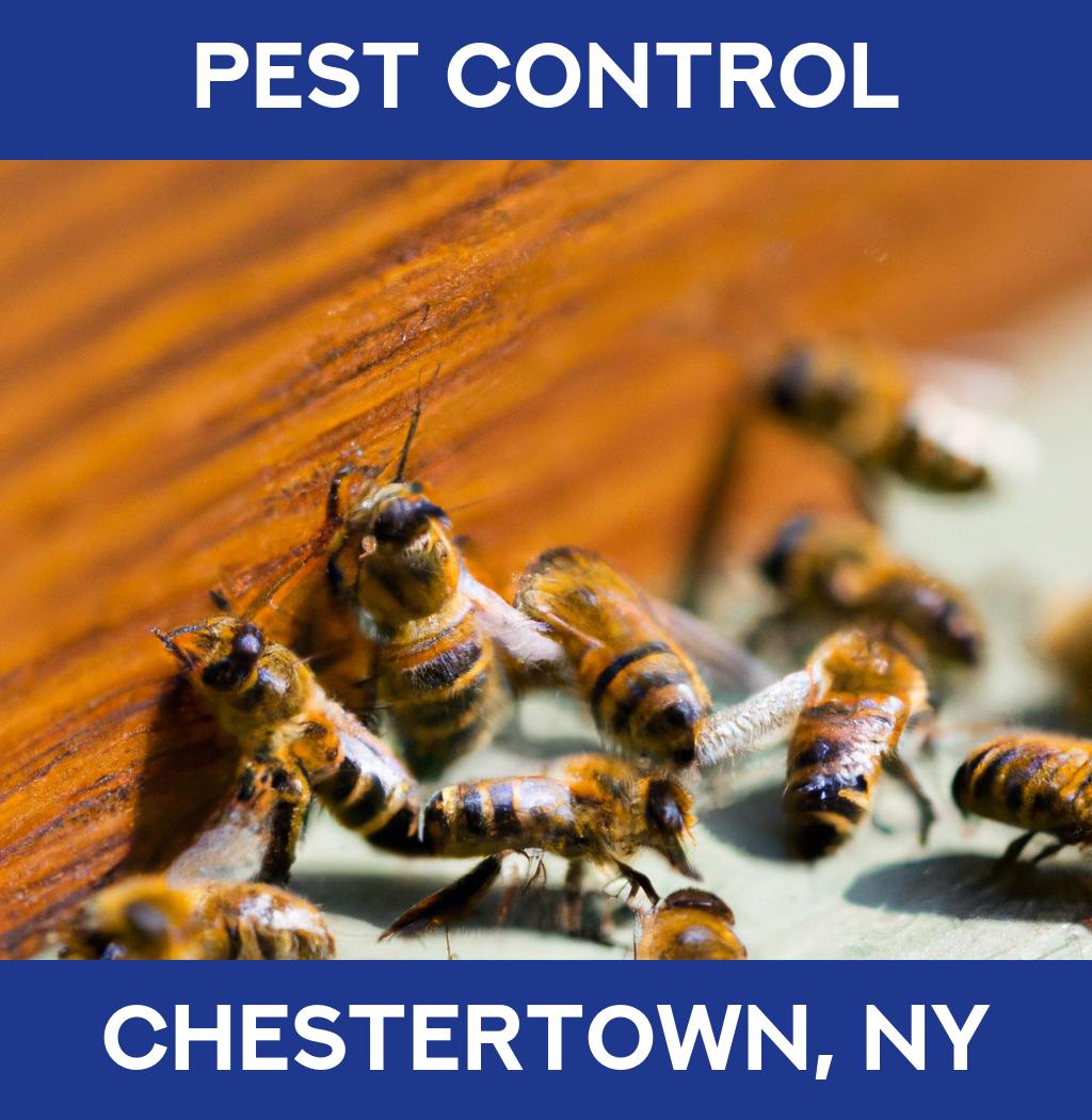 pest control in Chestertown New York