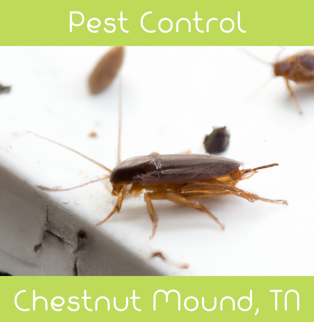 pest control in Chestnut Mound Tennessee