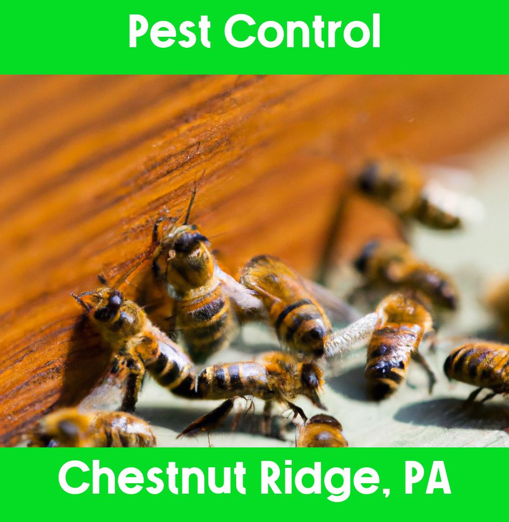 pest control in Chestnut Ridge Pennsylvania
