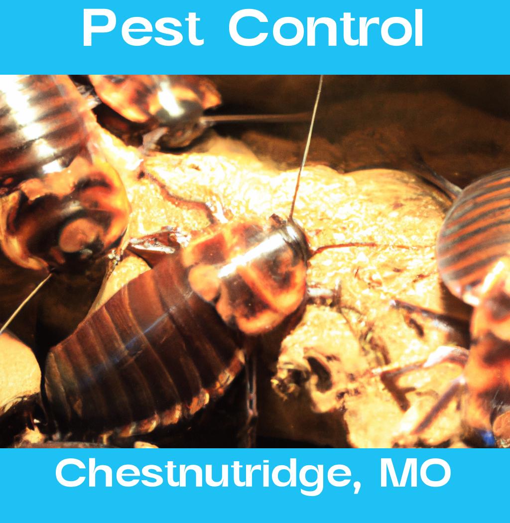 pest control in Chestnutridge Missouri