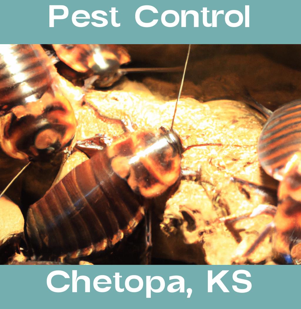 pest control in Chetopa Kansas