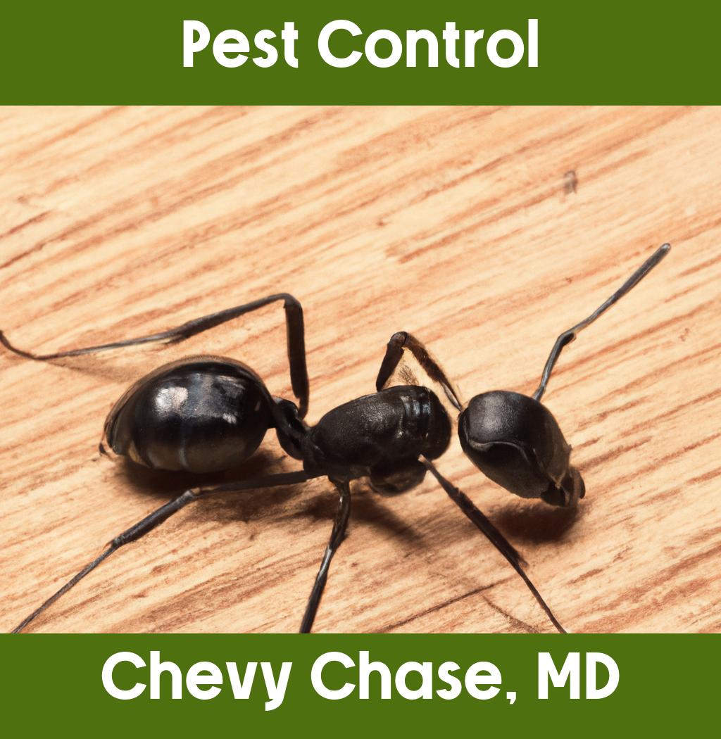 pest control in Chevy Chase Maryland