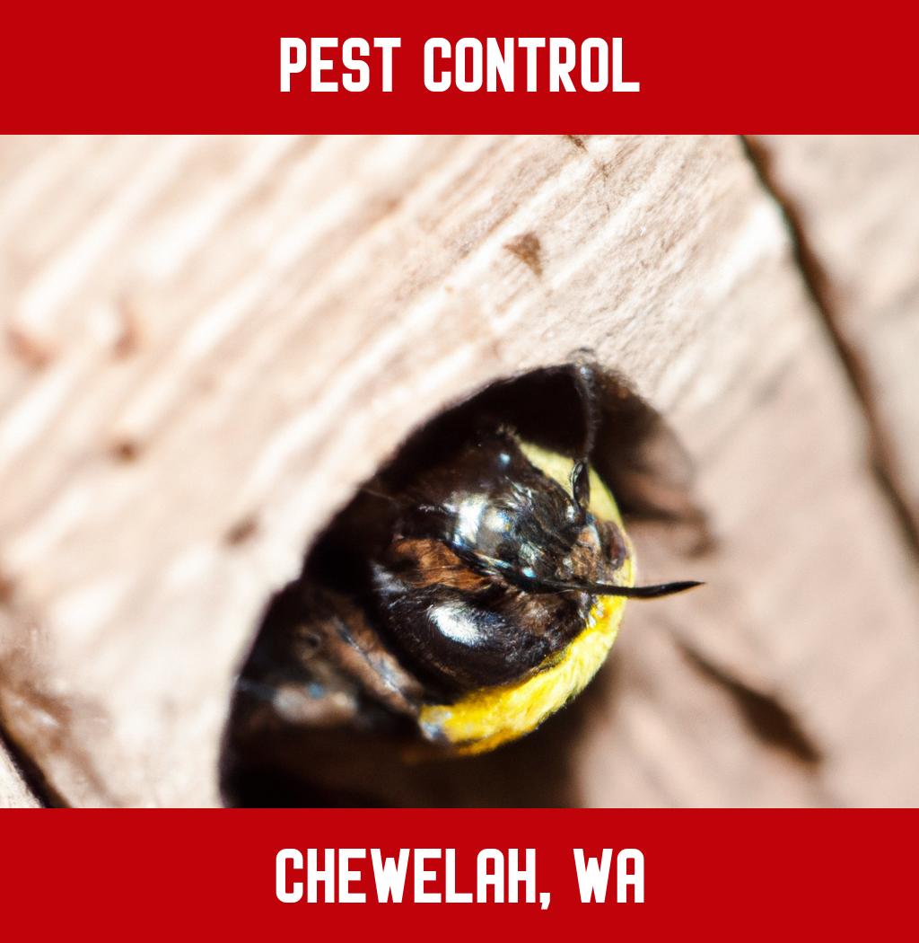 pest control in Chewelah Washington