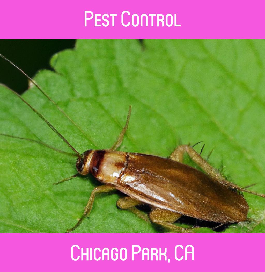 pest control in Chicago Park California