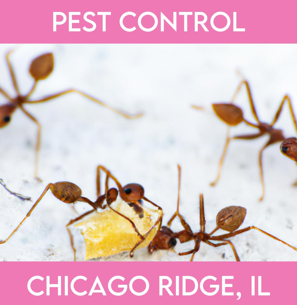 pest control in Chicago Ridge Illinois