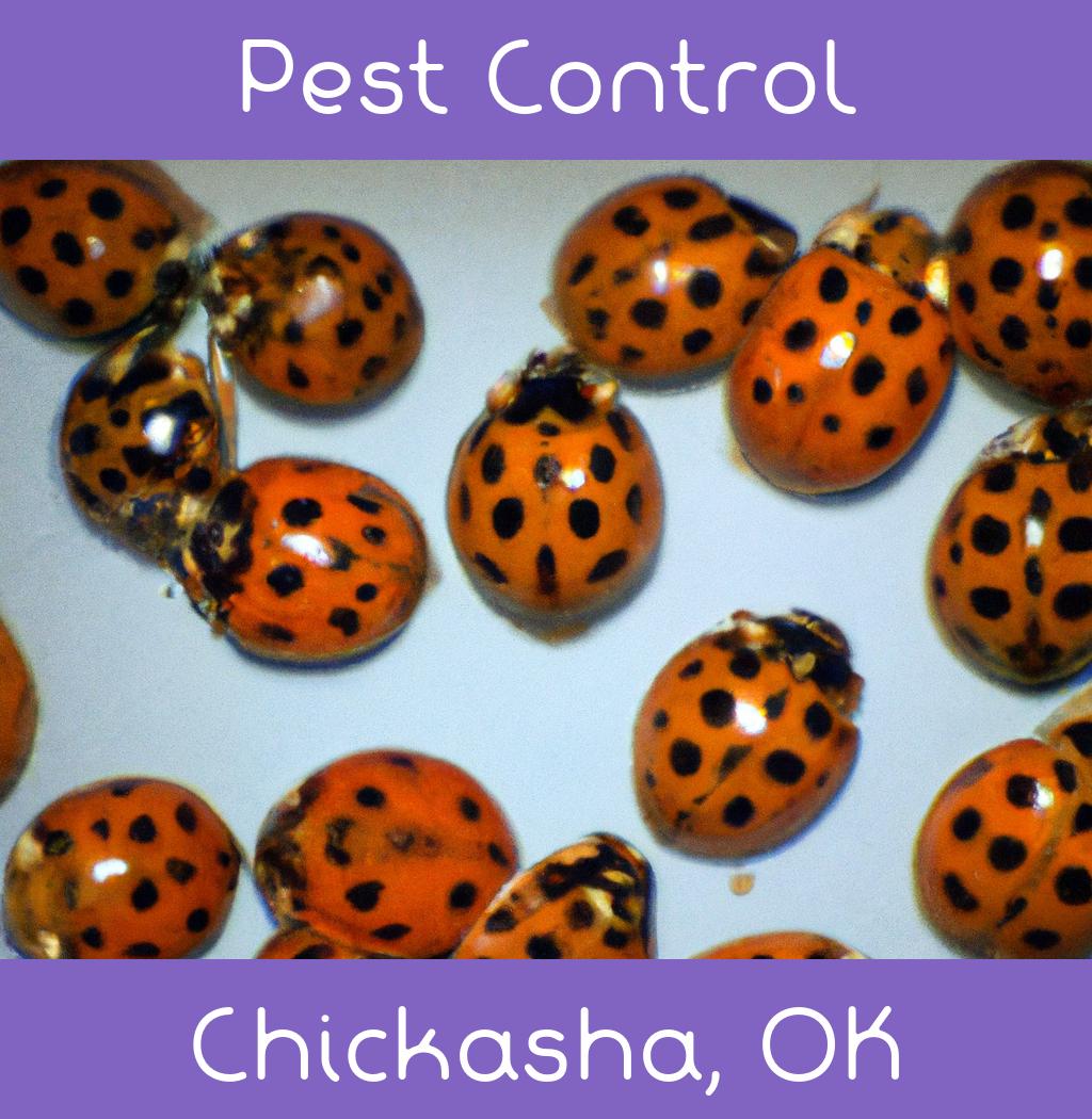pest control in Chickasha Oklahoma