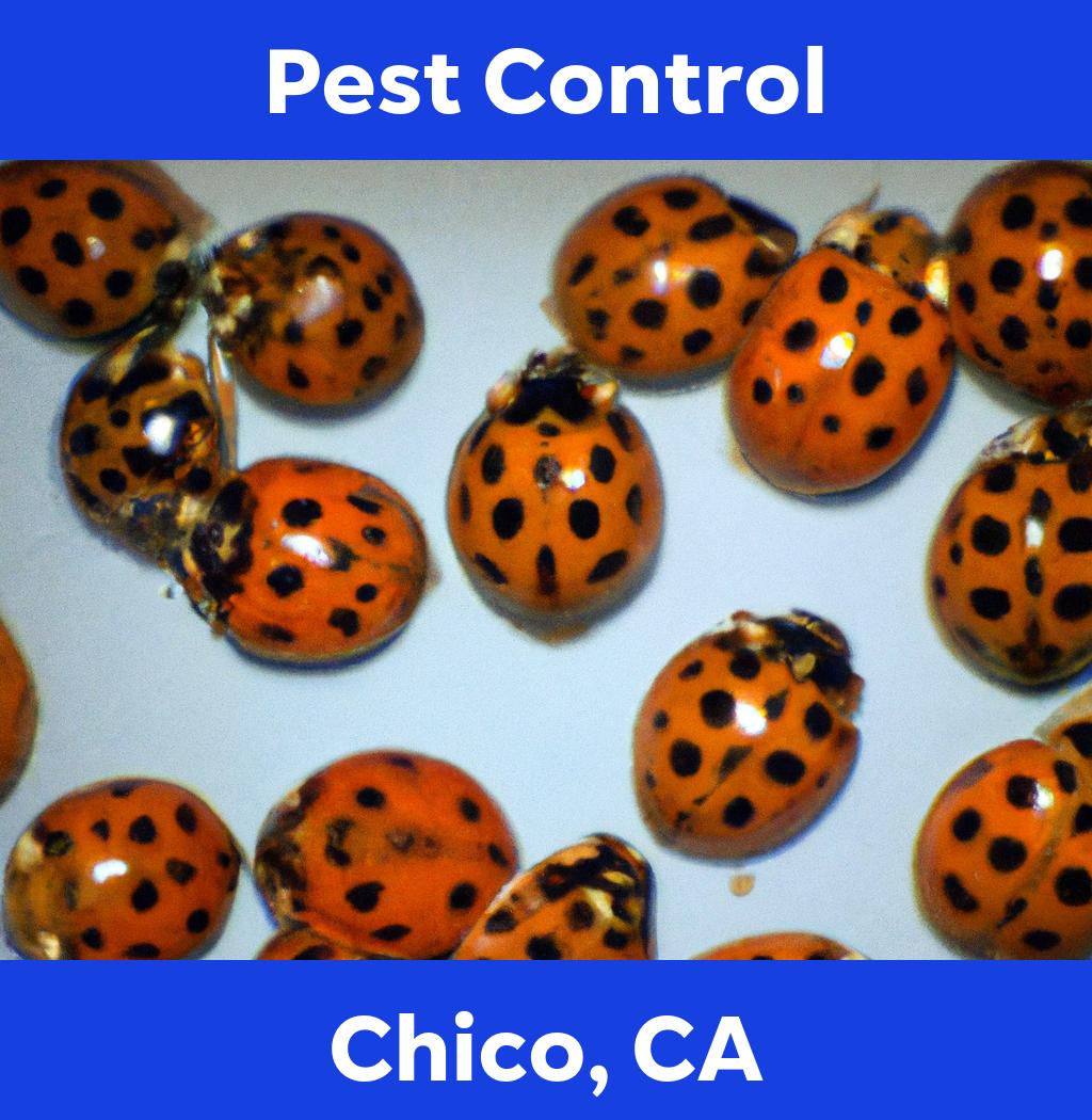 pest control in Chico California
