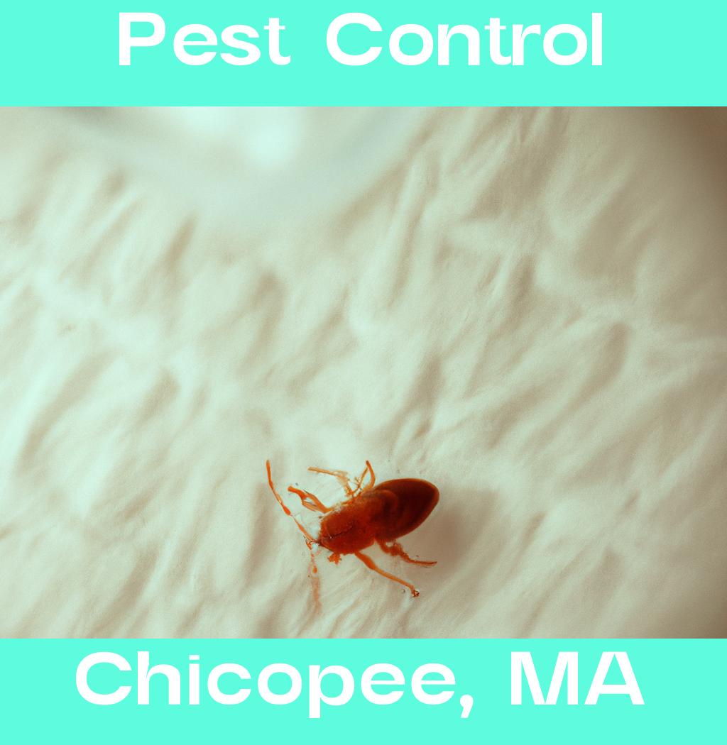 pest control in Chicopee Massachusetts