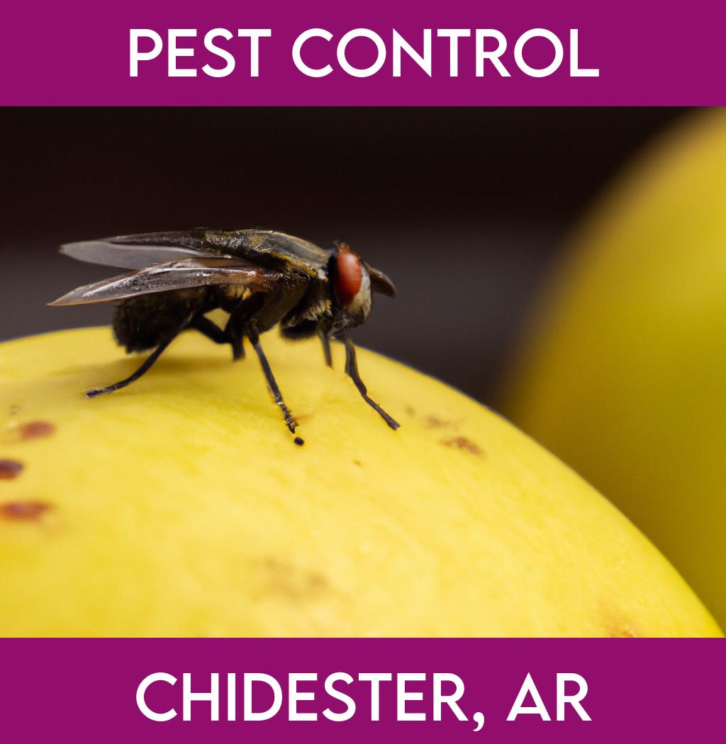 pest control in Chidester Arkansas