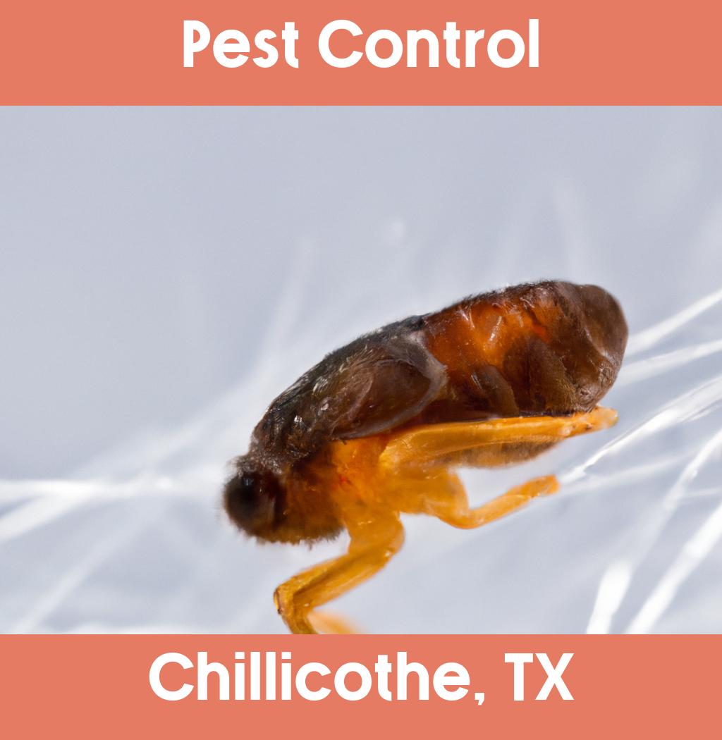 pest control in Chillicothe Texas