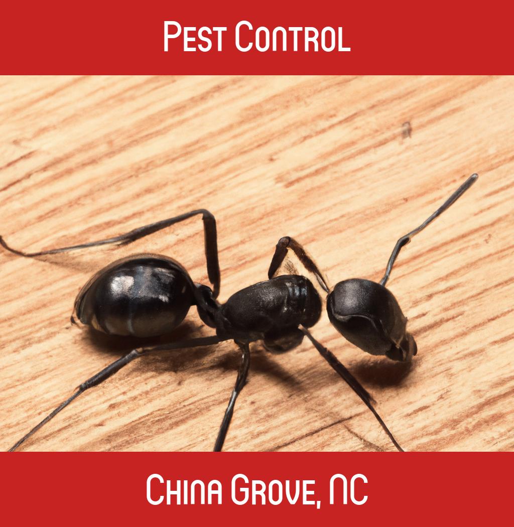 pest control in China Grove North Carolina