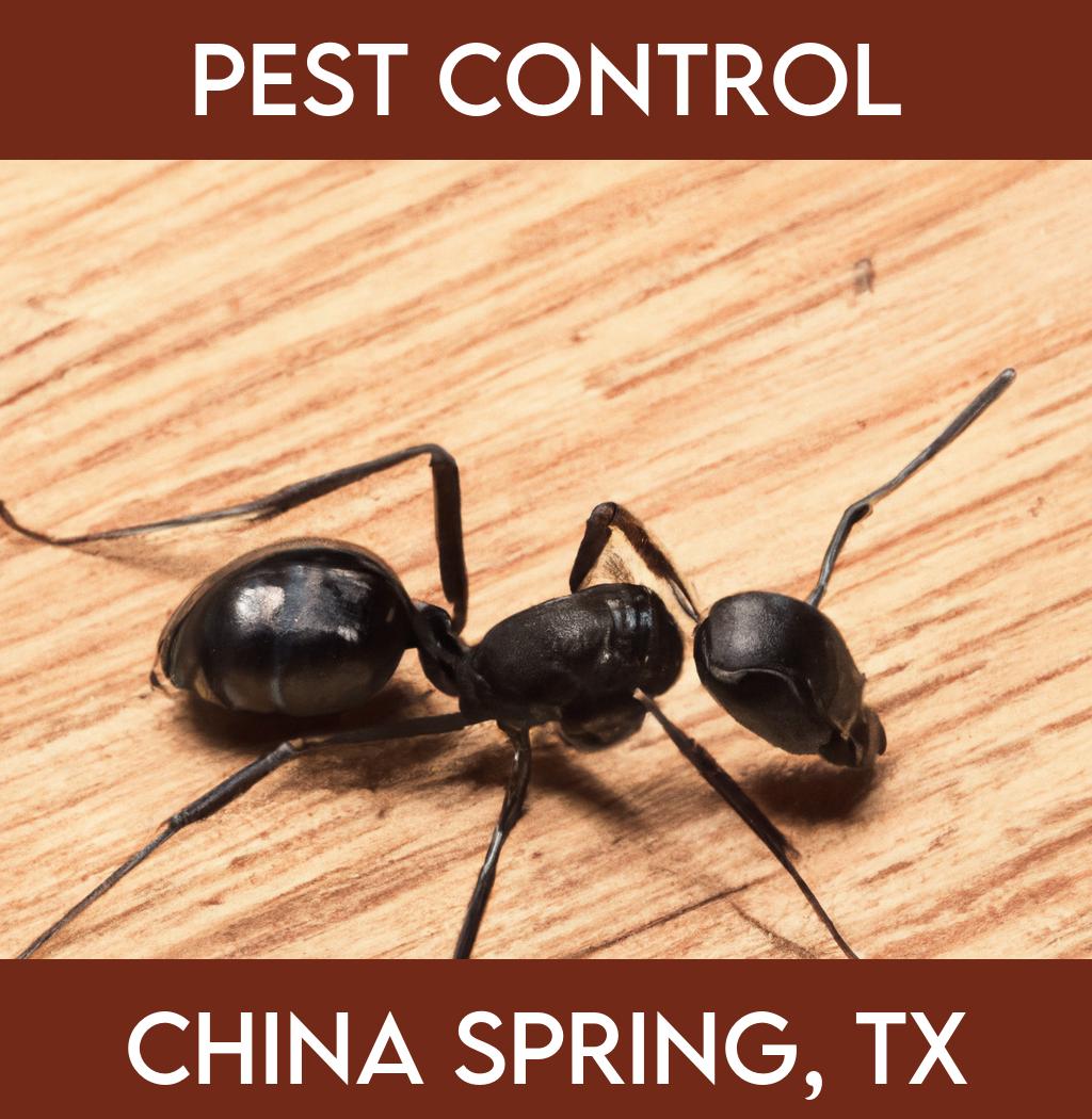 pest control in China Spring Texas