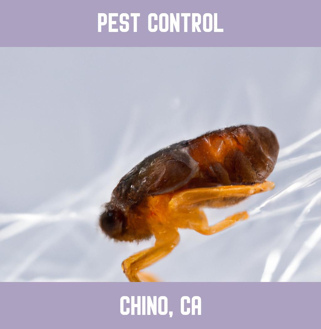 pest control in Chino California