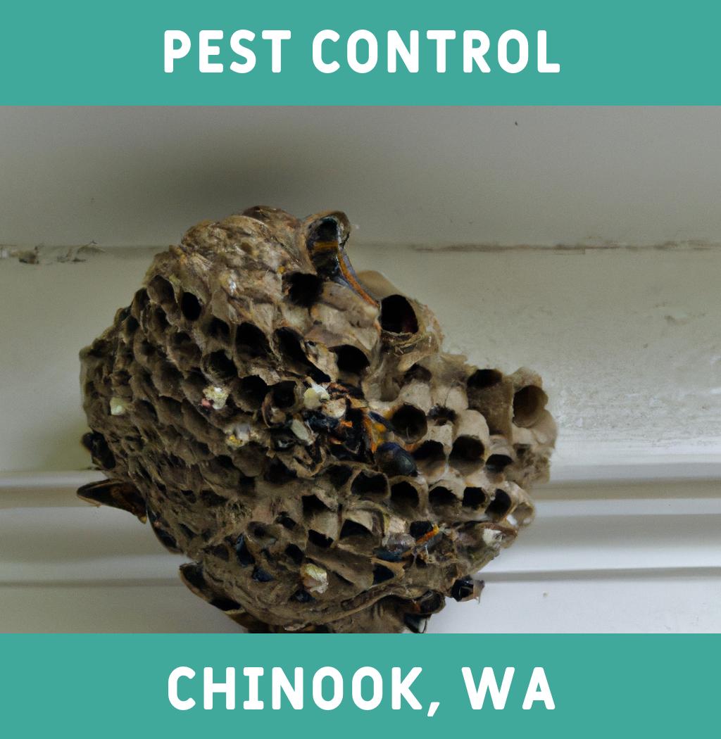 pest control in Chinook Washington