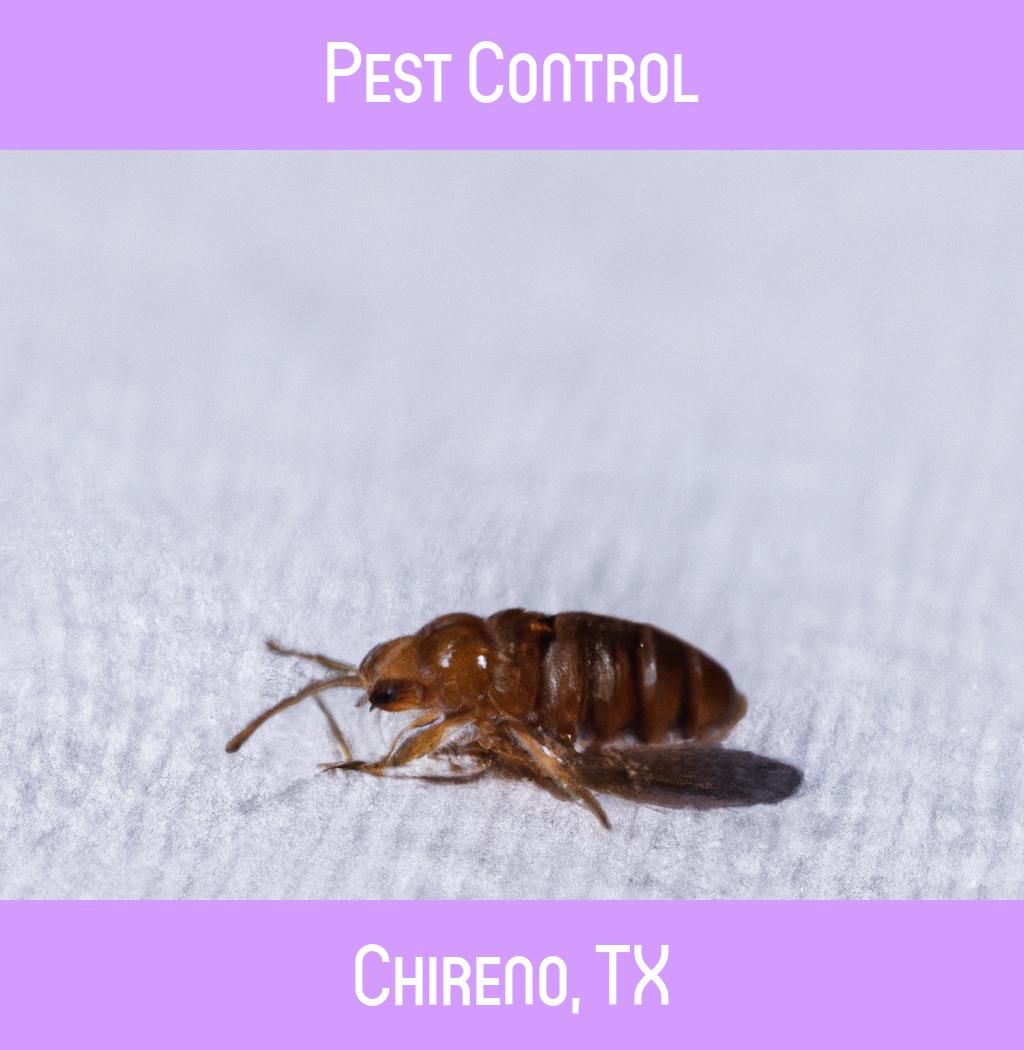 pest control in Chireno Texas