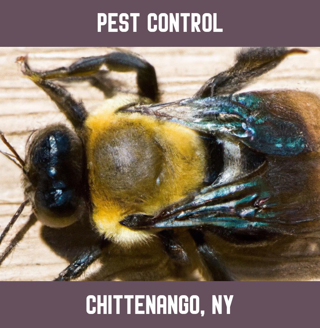 pest control in Chittenango New York