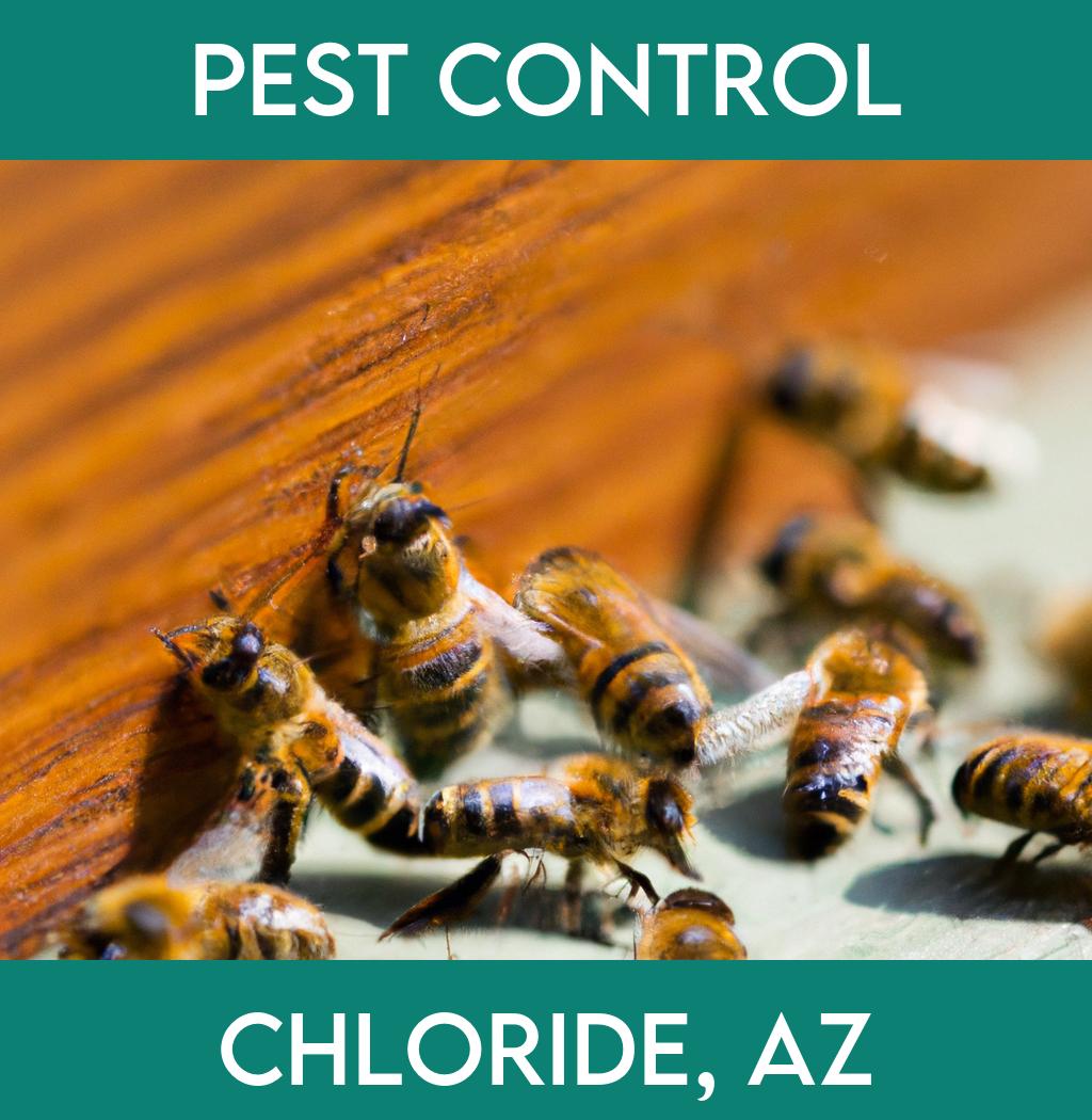 pest control in Chloride Arizona