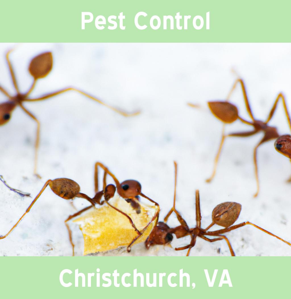 pest control in Christchurch Virginia