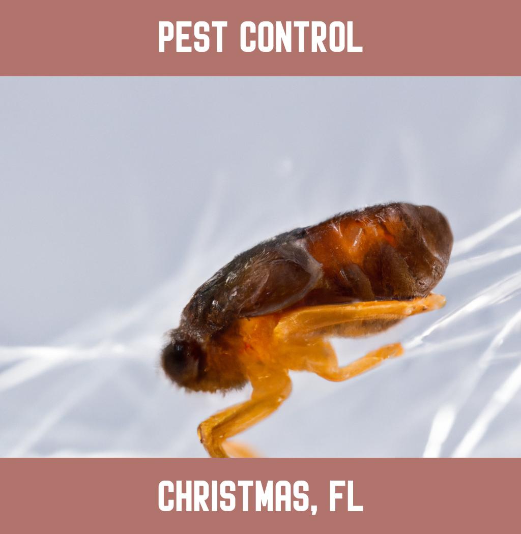 pest control in Christmas Florida