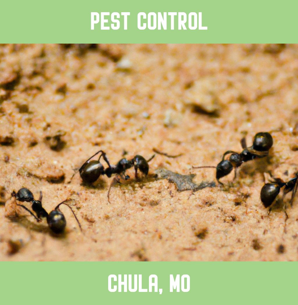 pest control in Chula Missouri