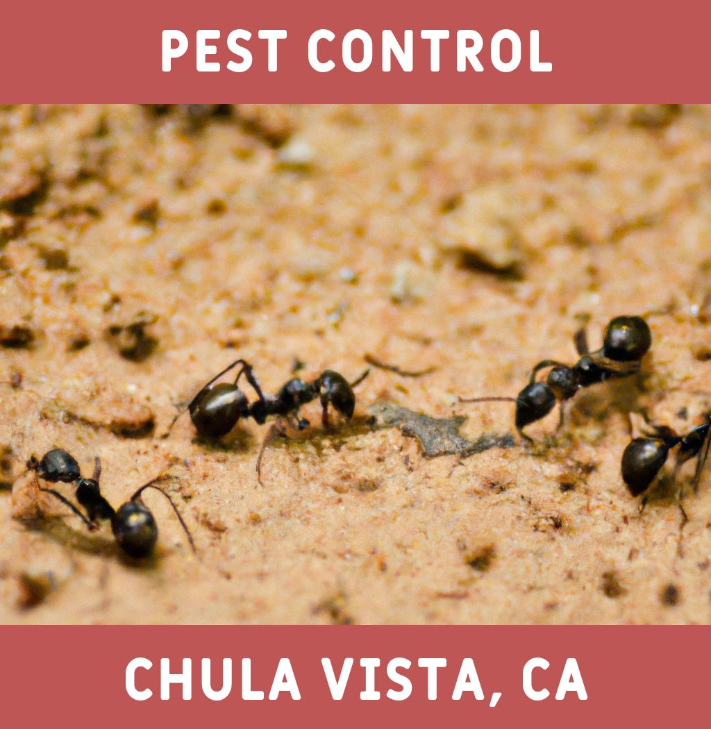 pest control in Chula Vista California