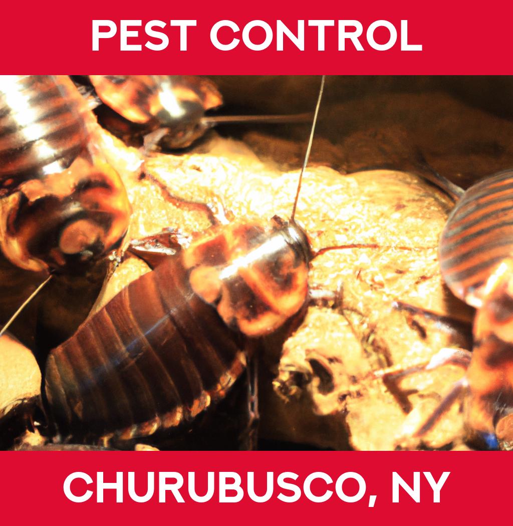 pest control in Churubusco New York