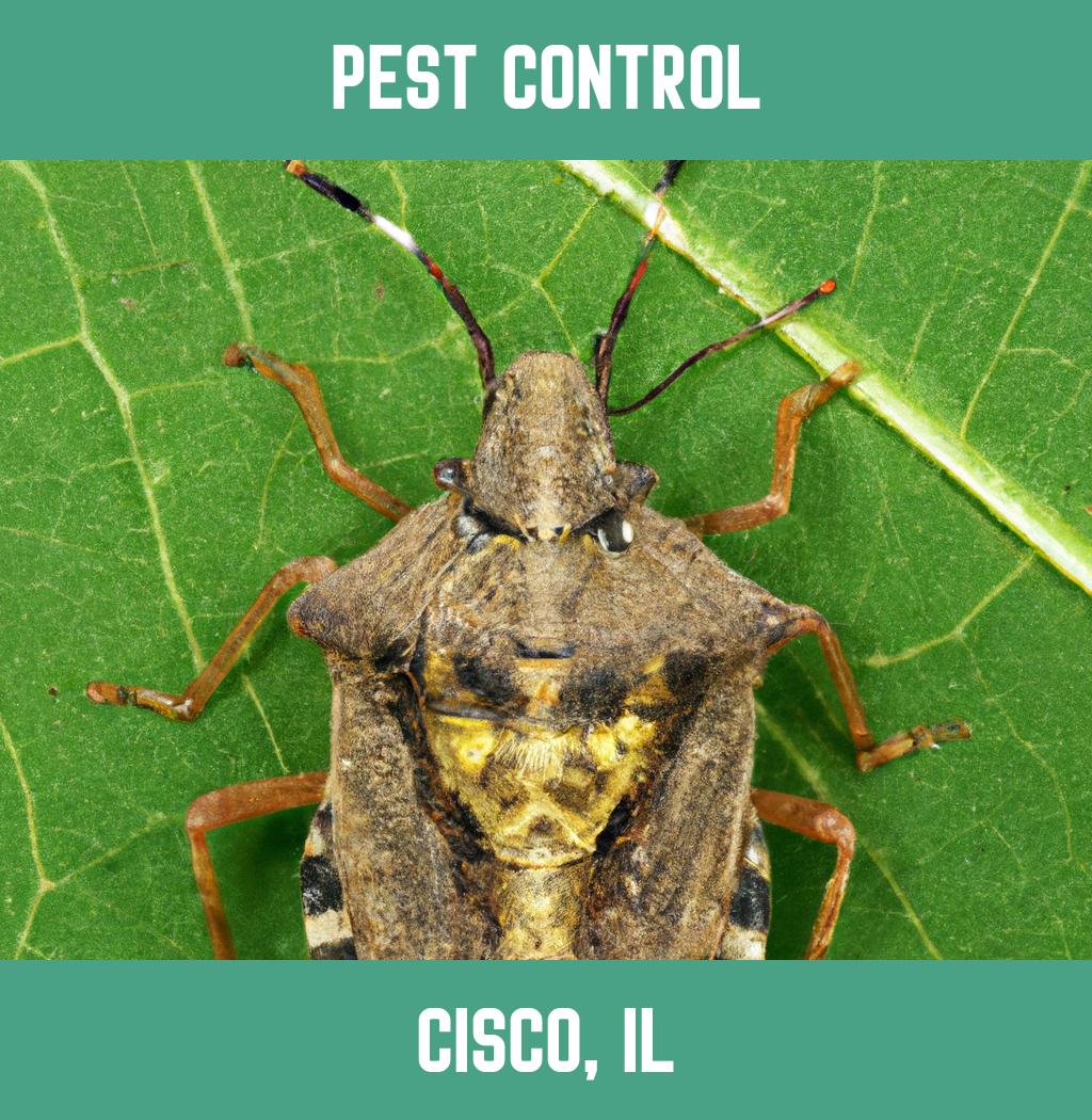 pest control in Cisco Illinois