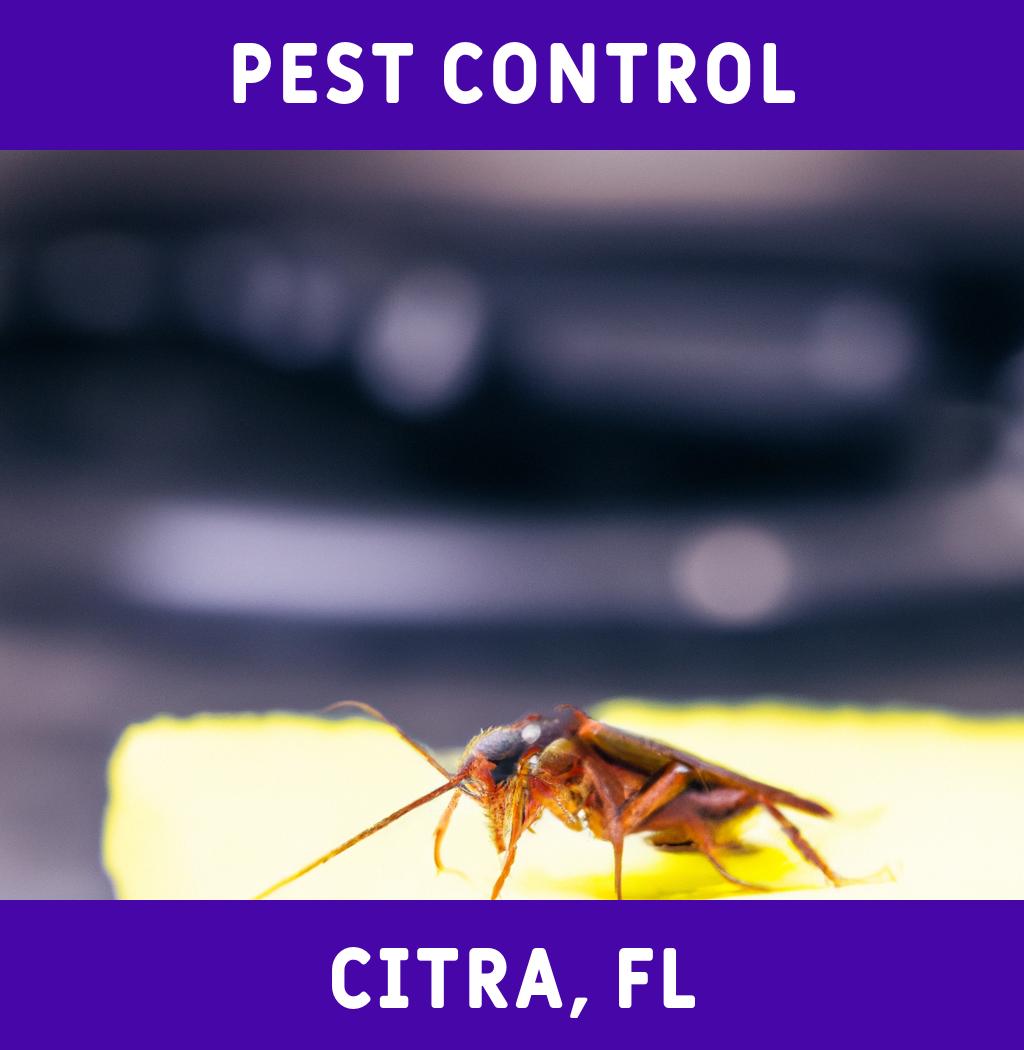 pest control in Citra Florida