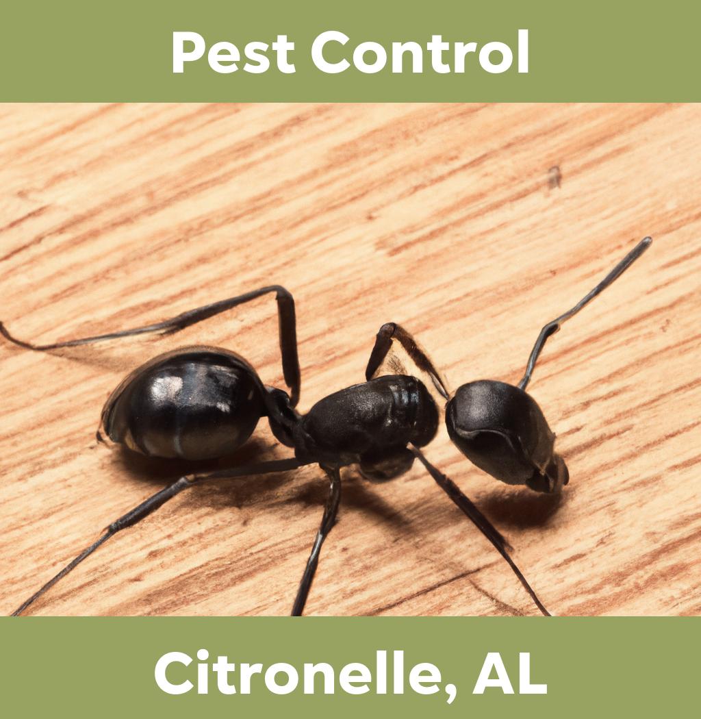 pest control in Citronelle Alabama