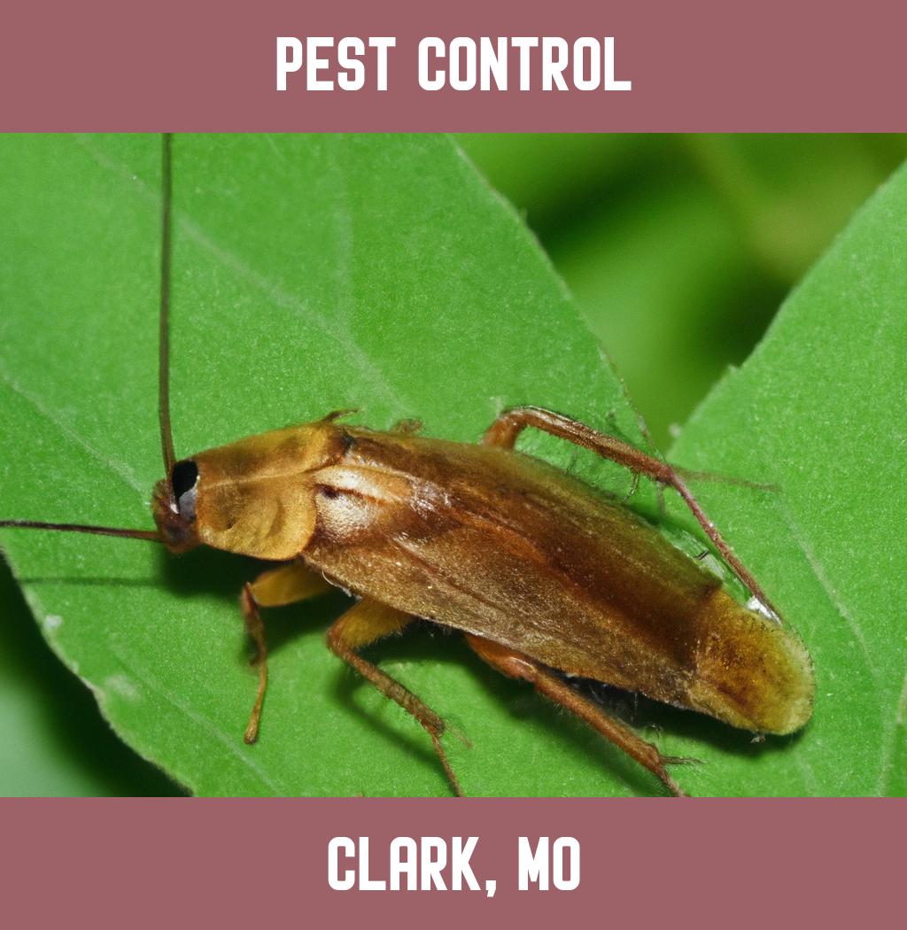 pest control in Clark Missouri