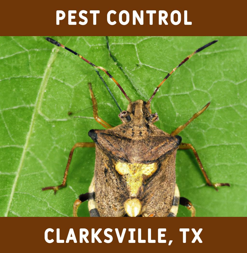 pest control in Clarksville Texas