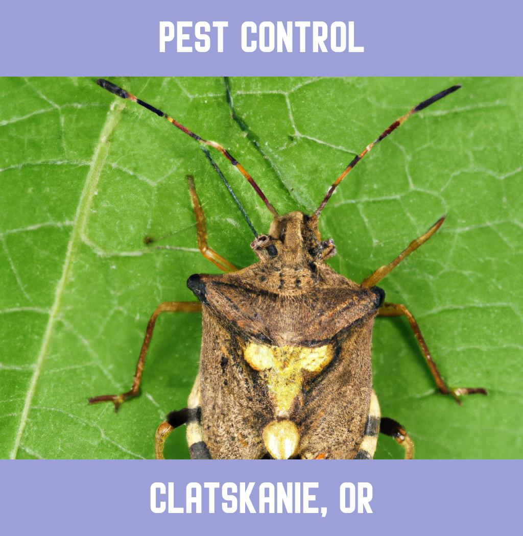 pest control in Clatskanie Oregon