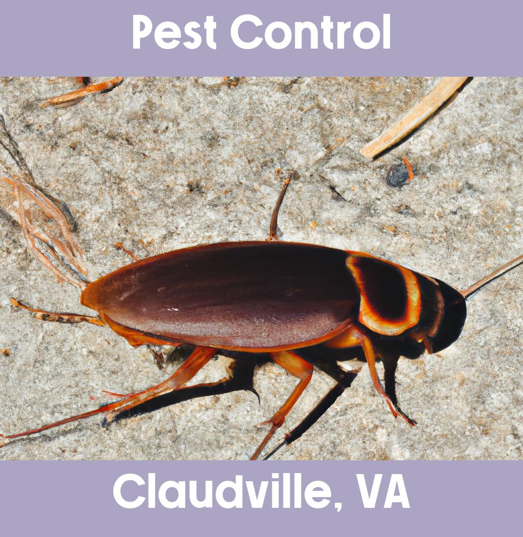 pest control in Claudville Virginia