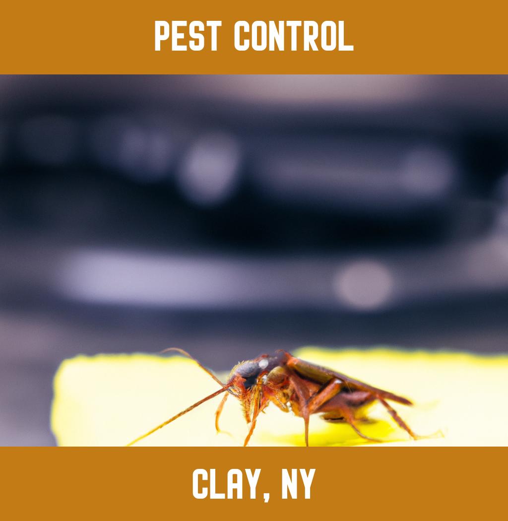 pest control in Clay New York