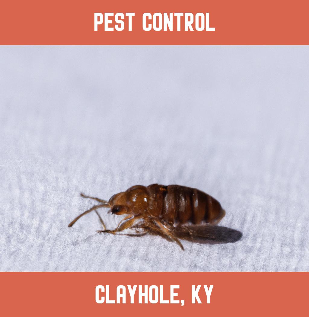 pest control in Clayhole Kentucky