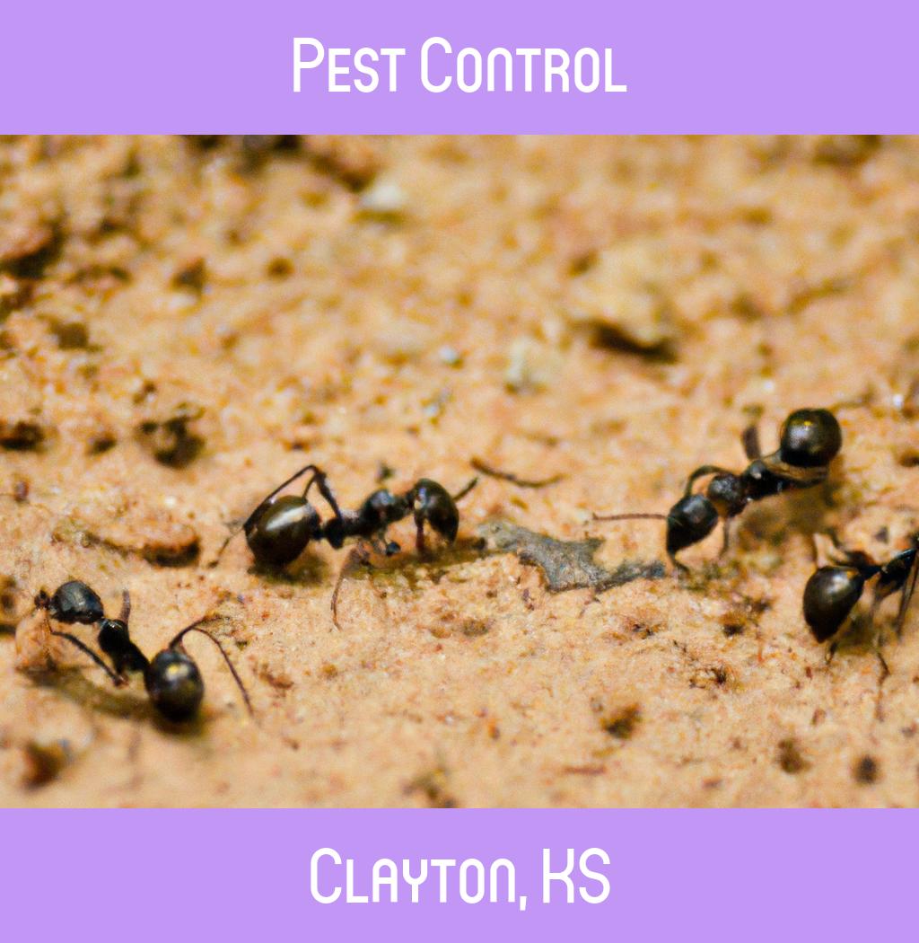 pest control in Clayton Kansas