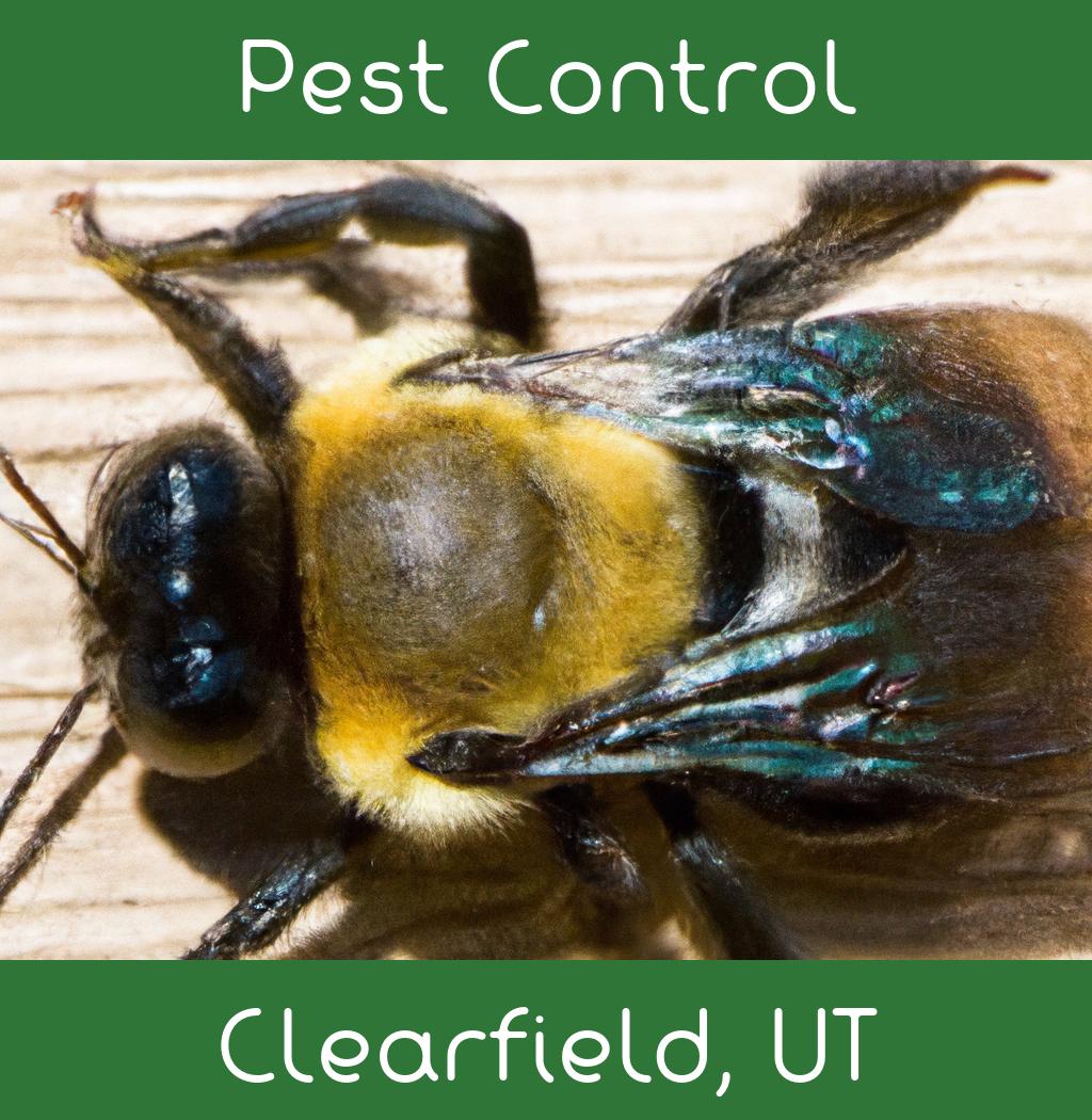 pest control in Clearfield Utah