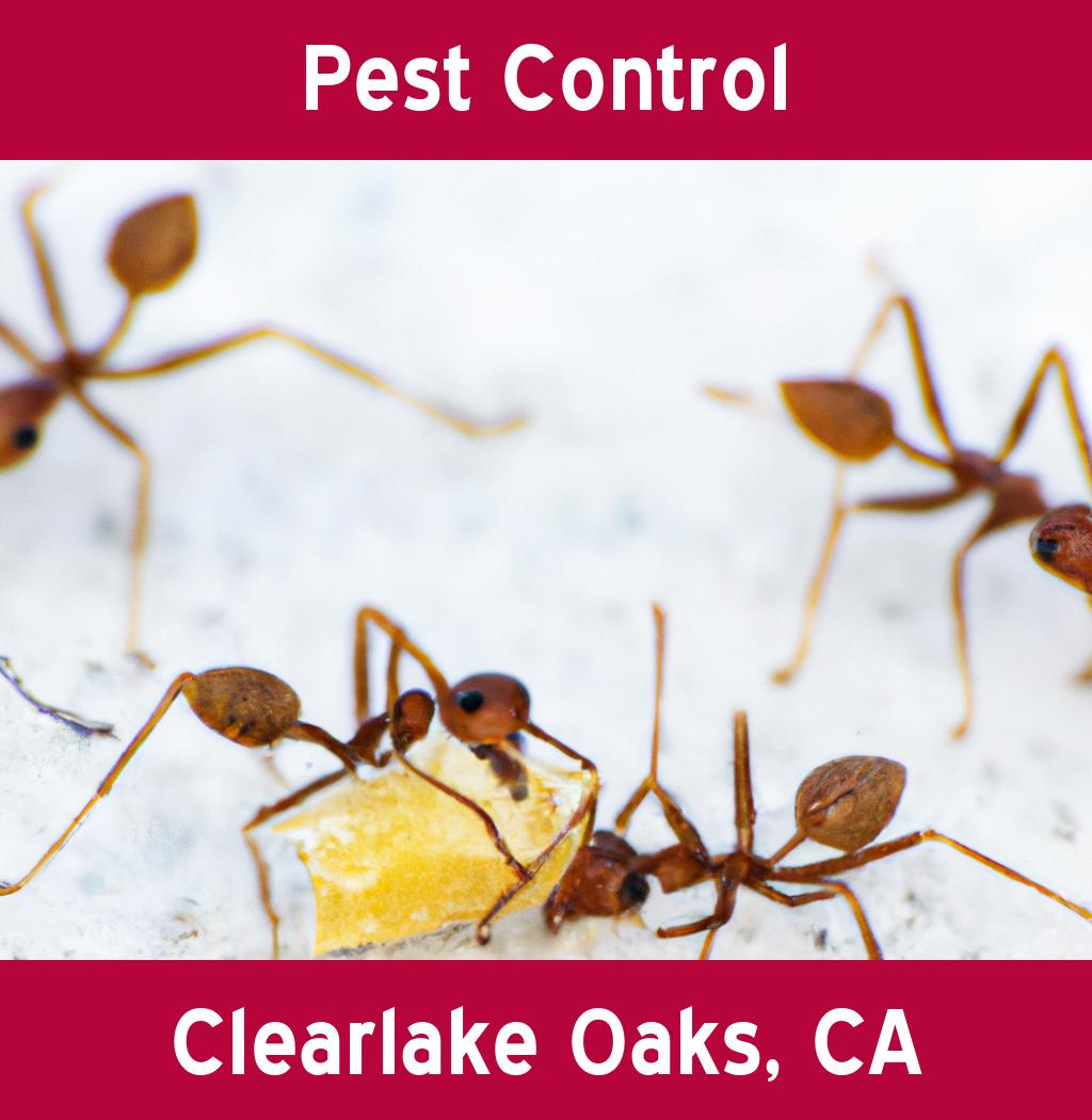 pest control in Clearlake Oaks California