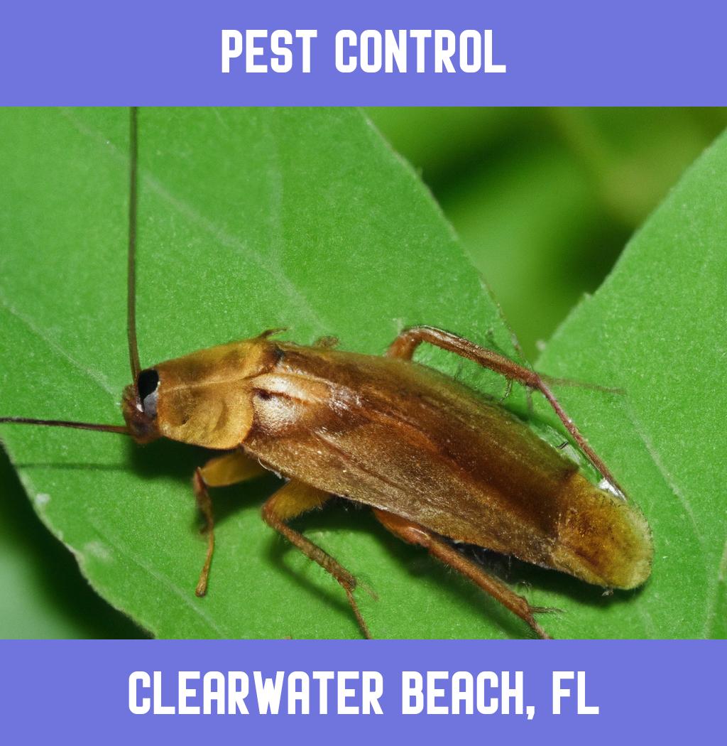 pest control in Clearwater Beach Florida
