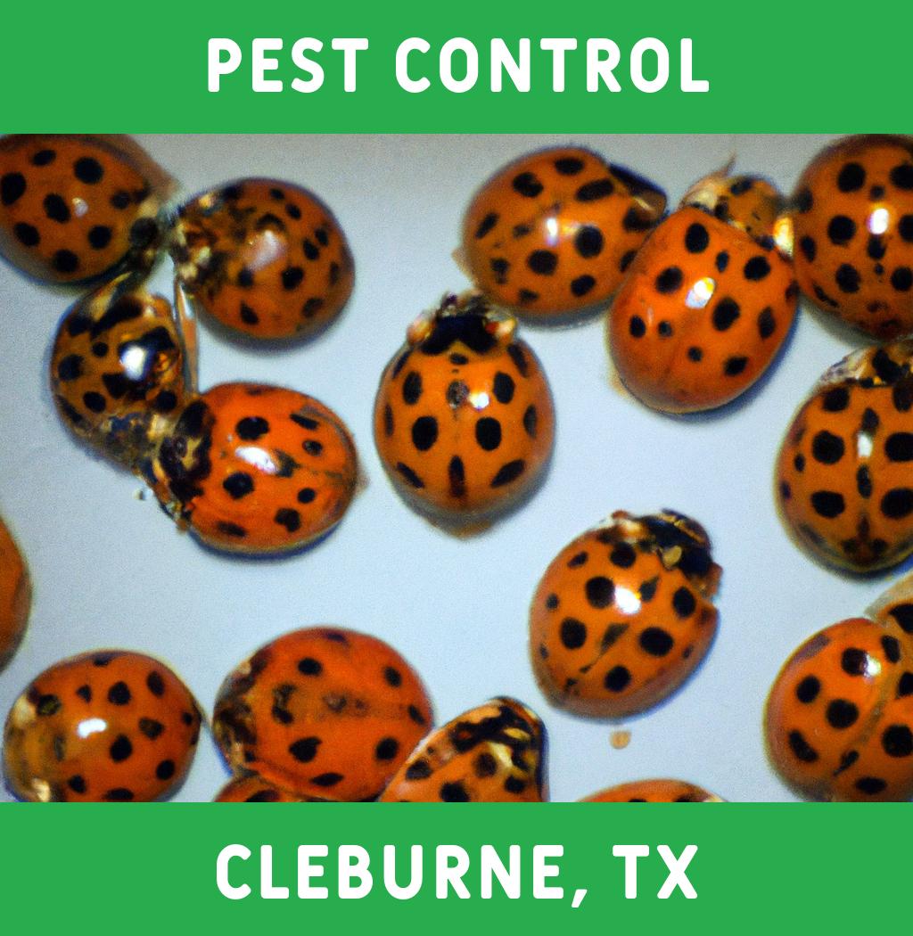 pest control in Cleburne Texas