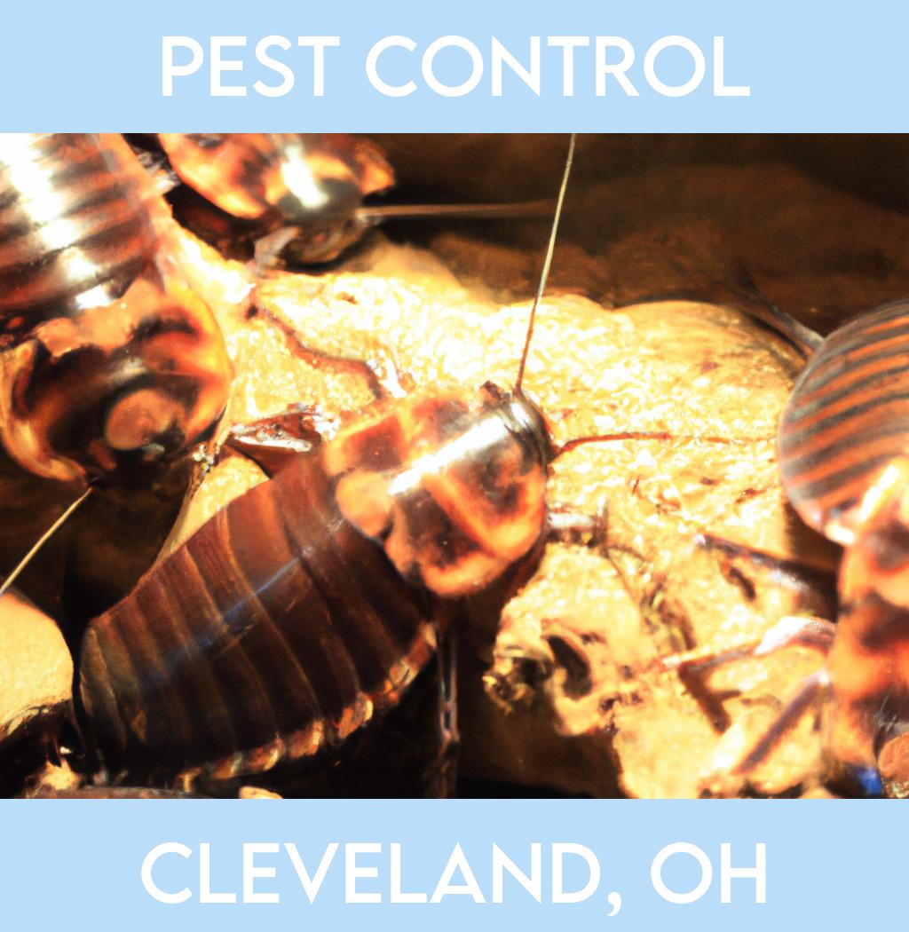 pest control in Cleveland Ohio