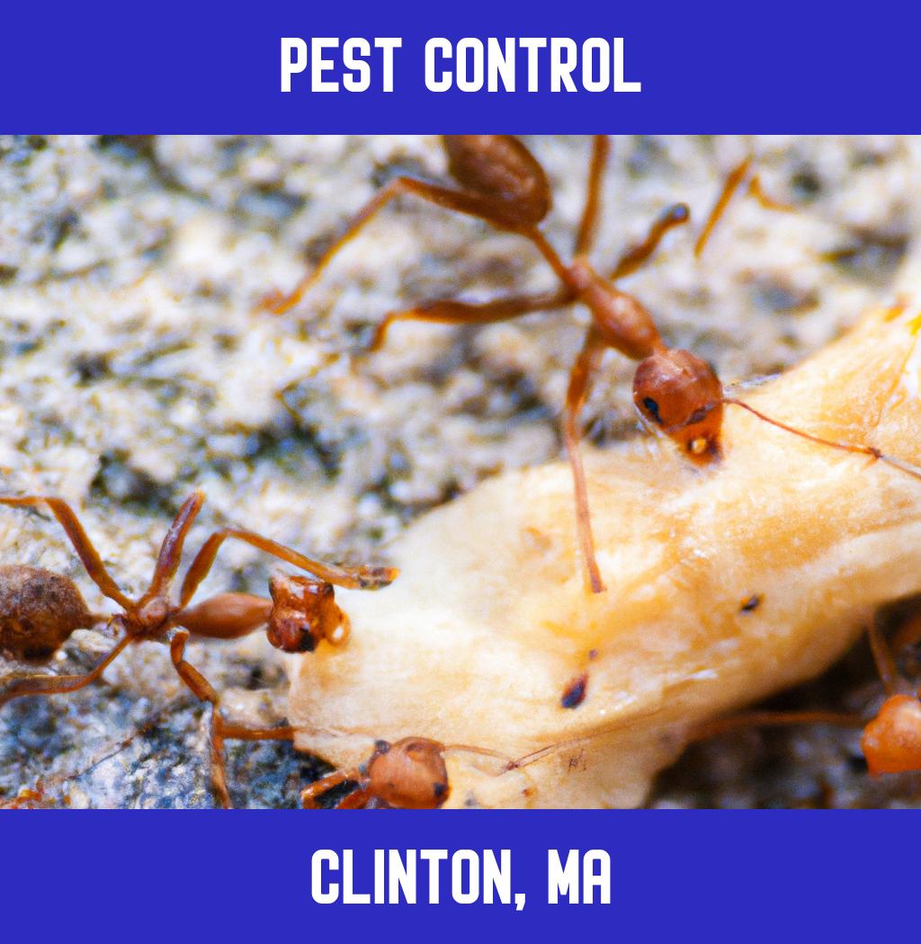 pest control in Clinton Massachusetts