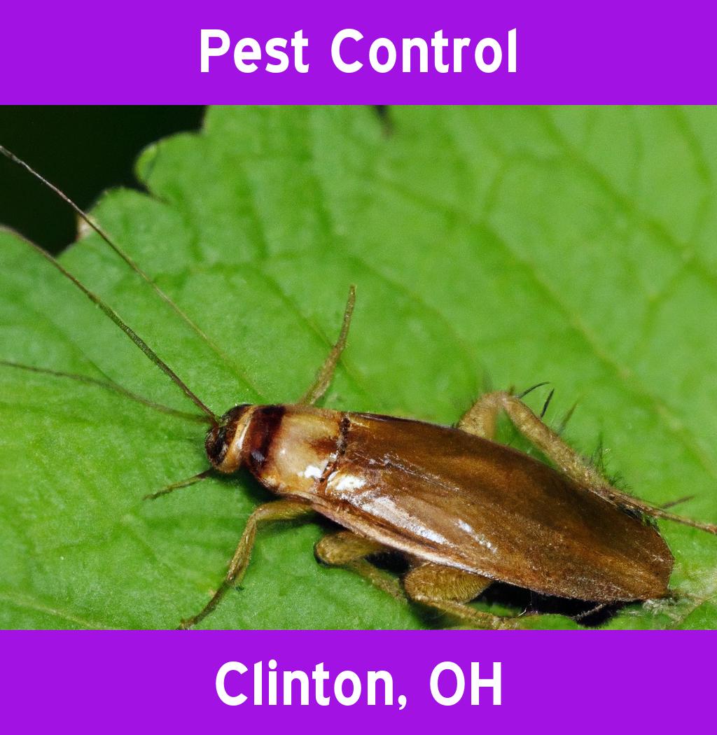 pest control in Clinton Ohio
