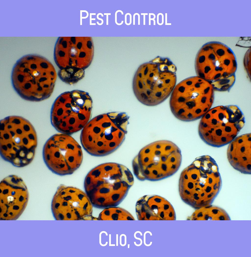 pest control in Clio South Carolina