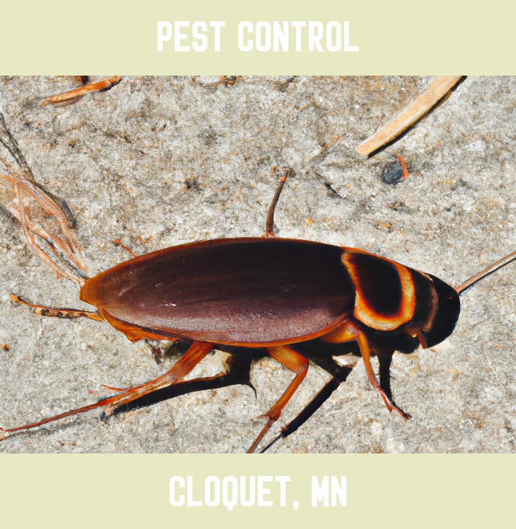 pest control in Cloquet Minnesota
