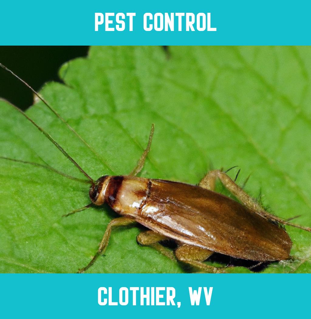 pest control in Clothier West Virginia