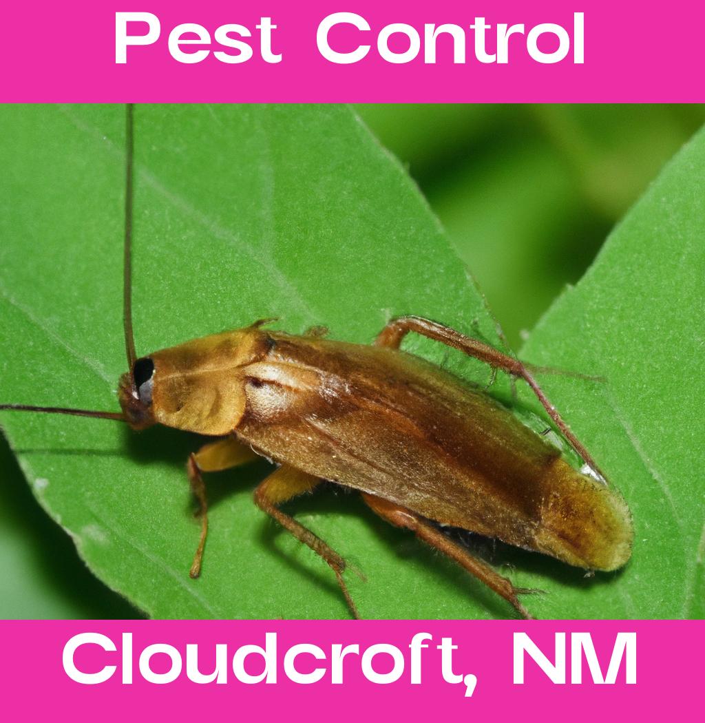 pest control in Cloudcroft New Mexico